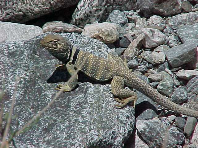 Collared Lizard