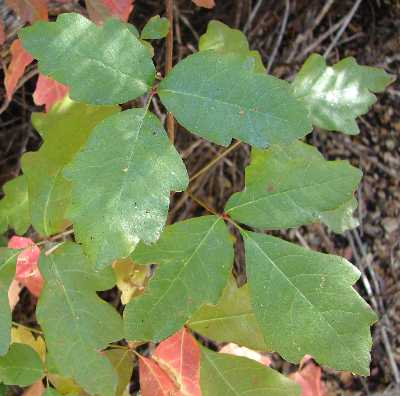 poison oak pictures of plant. Western Poison-Oak