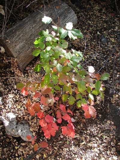 Poison-Oak