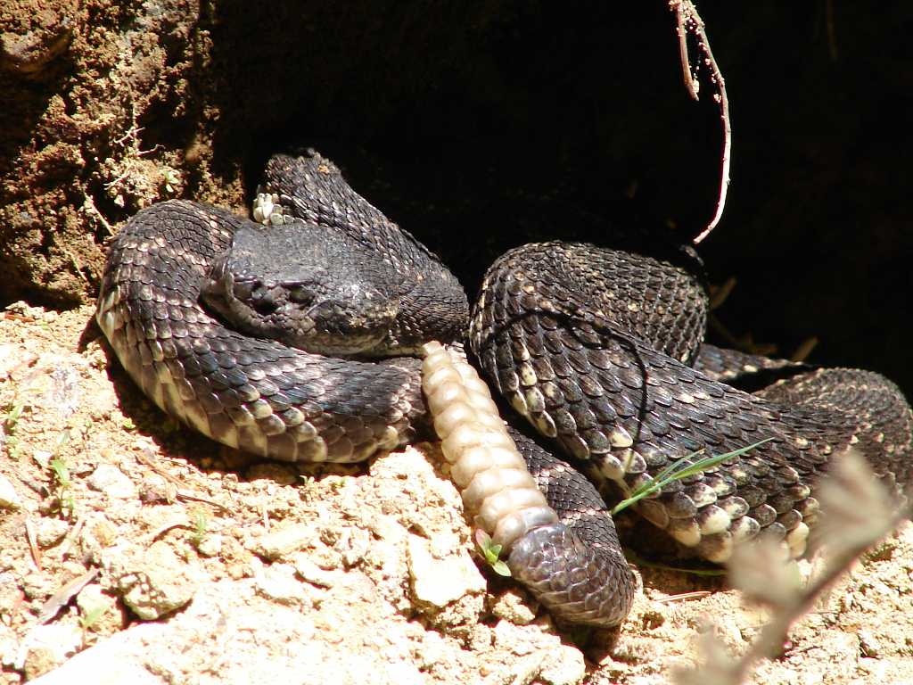 Pacific Rattle Snake
