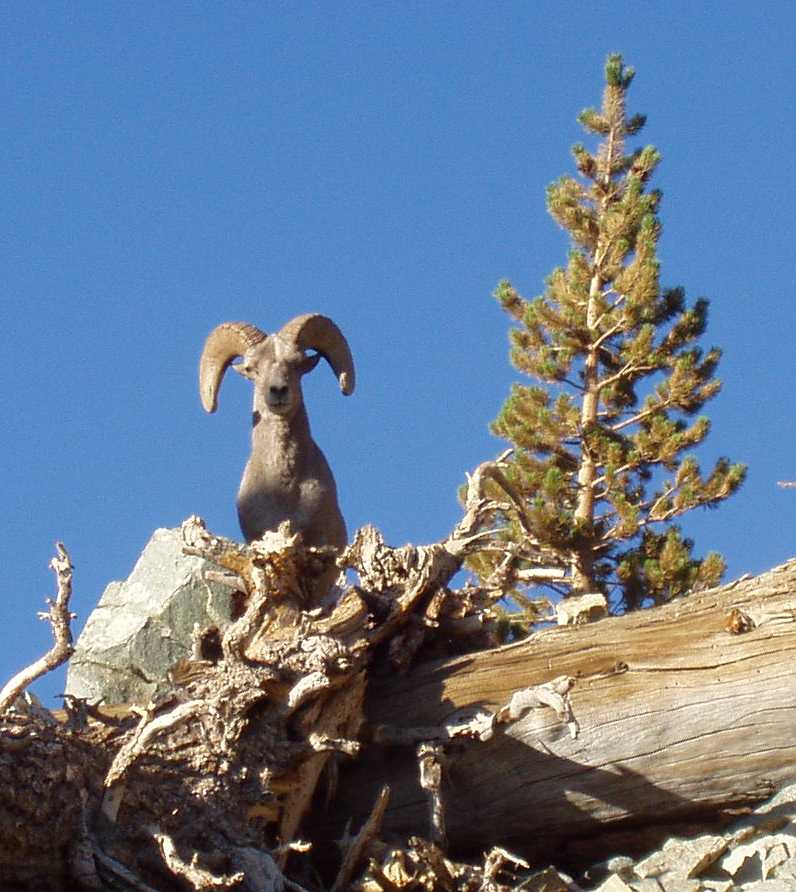 Big Horn Sheep