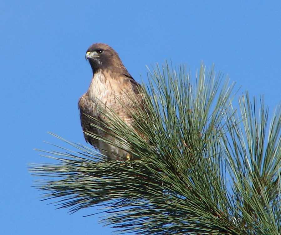 Red Tail Hawk