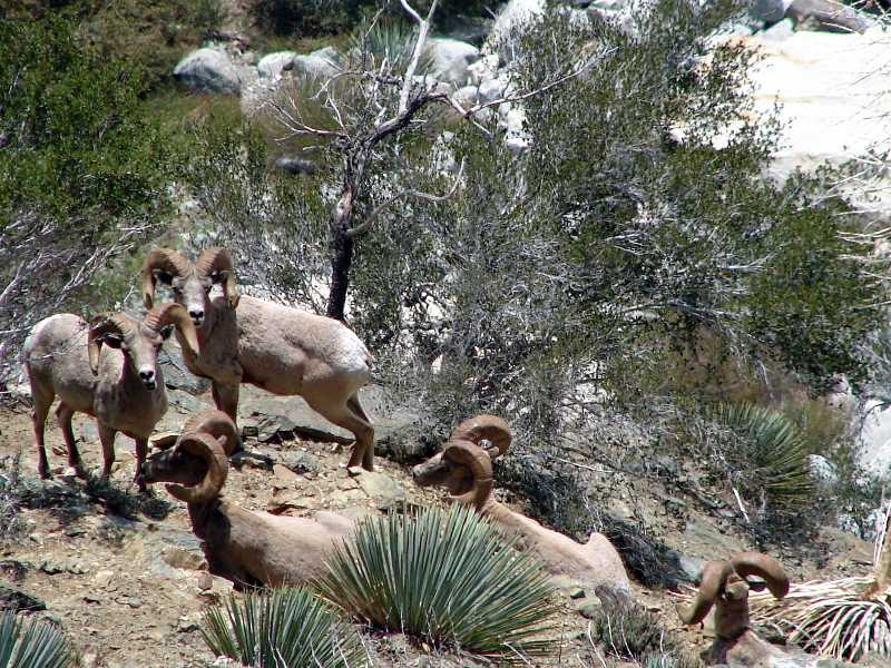 Big Horn Sheep Picture